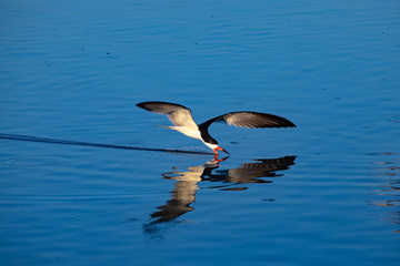One black skimmer (Rynchops niger) scratches the waters of a lake with the beak looking for food. Reflected bird on the water surface. Pantanal, Brazil.