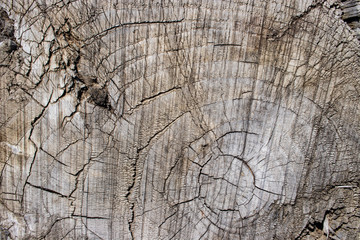 Fototapeta premium Tree stump wood bark grain texture vintage background