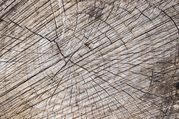 Fototapeta premium Tree stump wood bark grain texture vintage background