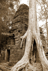 Crocodile Tree in Ta Prohm Temple (tree temple) in Angkor Wat complex in Cambodia where Laura Croft...