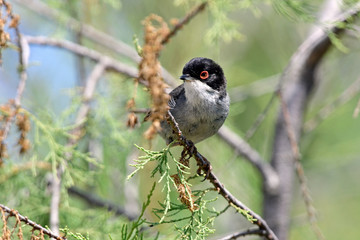 Samtkopf-Grasmücke (Sylvia melanocephala) - Sardinian warbler