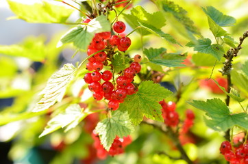 Bright red currants on the bush