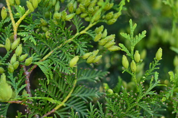  Blooming western thuja or white cedar, cypress family