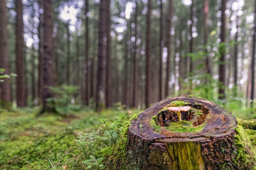A single mushroom grows in a trunk tree