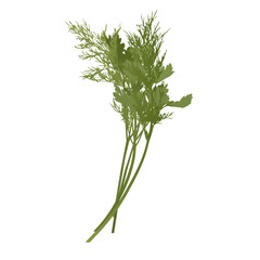 The Green Raw Parsley and Bunch of fresh dill Spice Ingredient for Healthy Food or Salad. Vector EPS 10 format