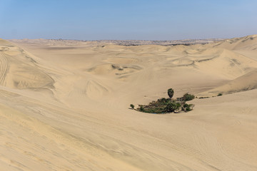 Fototapeta na wymiar Oasis en el desierto y entre dunas en Ica, Perú