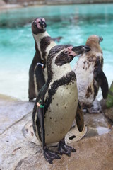 Naklejka premium london britain oxford