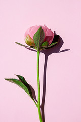 Beautiful pink peony flower blooming on the pink background. Close up