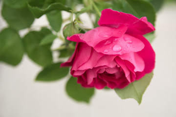 Flowering of pink roses in the spring garden