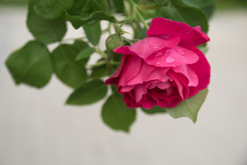 Flowering of pink roses in the spring garden