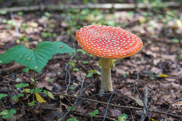 Fly agaric mushroom
