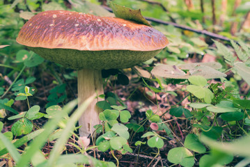 Boletus Mushroom