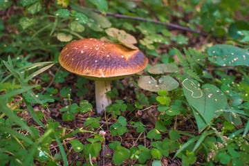 Boletus Mushroom