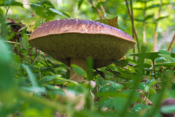 Boletus Mushroom
