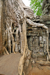 Crocodile Tree in Ta Prohm Temple (tree temple) in Angkor Wat complex in Cambodia where Laura Croft...