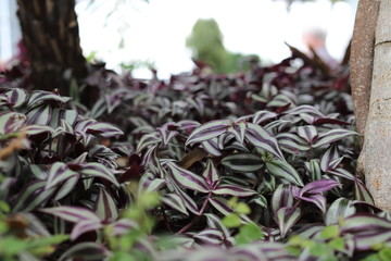 london britain oxford