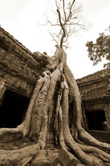 Crocodile Tree in Ta Prohm Temple (tree temple) in Angkor Wat complex in Cambodia where Laura Croft...