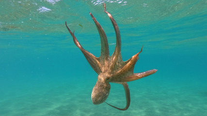 Underwater photo of octopus swimming in tropical exotic Mediterranean sandy beach with turquoise sea © aerial-drone