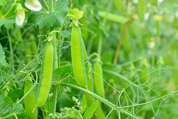 Pods of green peas on a green blurred background.