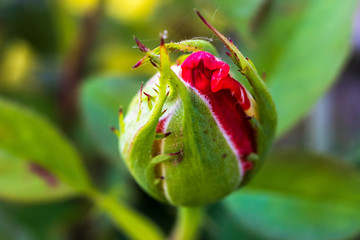 Rose bud with blurred background