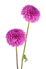 Two violet dahlia flowers isolated on white background © domnitsky