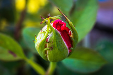 Rose bud with blurred background