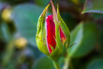 Rose bud with blurred background