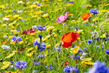 champ ou prairie de fleurs sauvages - fleur de pavot
