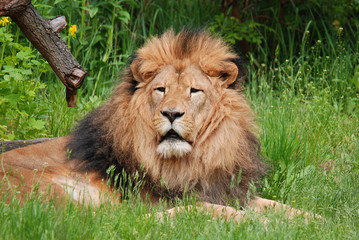 The lion is one of the four big cats in the genus Panthera, and a member of the family Felidae....