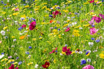 Abwaschbare Fototapete Hellgrün Feld mit bunten, wilden Blumen
