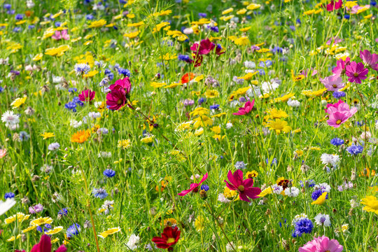field of colorful, wild flowers