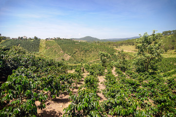 Fototapeta na wymiar Coffee trees on a plantation in the province of Lam Dong.