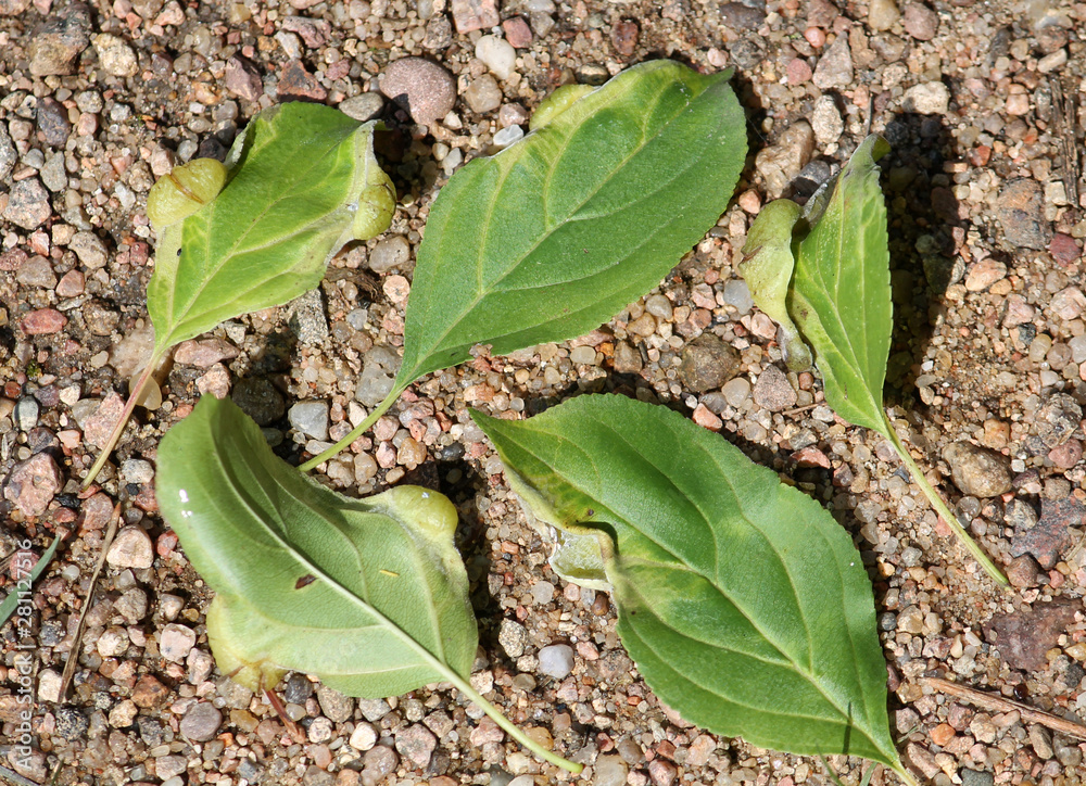 Wall mural green leaf of rhamnus cathartica (common buckthorn) with galls of trichochermes walkeri. july, belar