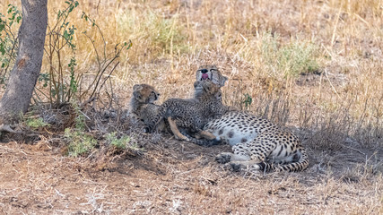 Cheetas nursing her two babies in the savannah, Serengeti reserve in Tanzania, panorama