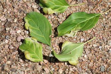 Green leaf of Rhamnus cathartica (Common buckthorn) with galls of Trichochermes walkeri. July, Belarus
