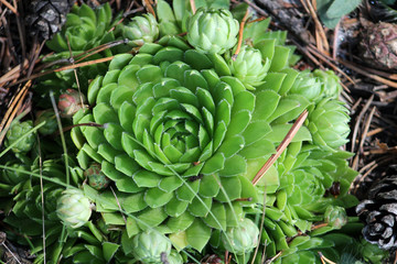Green Jovibarba sp. or Hen and chicks plant in wild. July, Belarus © kazakovmaksim
