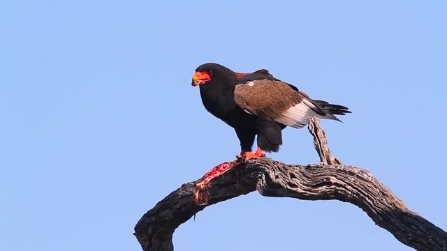 Bateleur Eagle eating a fish in Kruger National park, South Africa ; Specie Terathopius ecaudatus family of Accipitridae