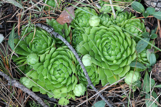 Green Jovibarba sp. or Hen and chicks plant in wild. July, Belarus