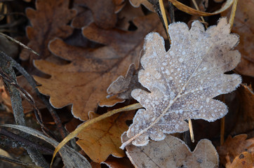 Fallen  autumn leaves in hoarfrost. Brown autumn background. Frost on the leaves. Autumn park or forest. Cover. Frozen surface.