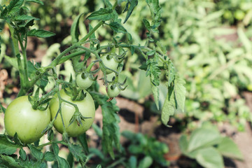 plant in the garden