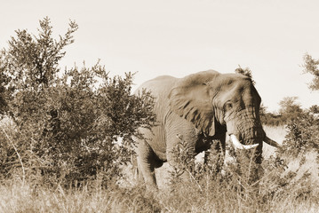 African elephants are elephants of the genus Loxodonta. The genus consists of two extant species:...