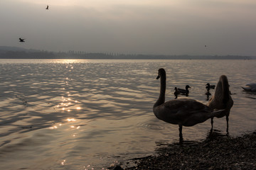 Swans in the Varese's lake, lombardy