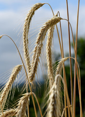 Roggen, Roggenaehren, Secale, Cereale