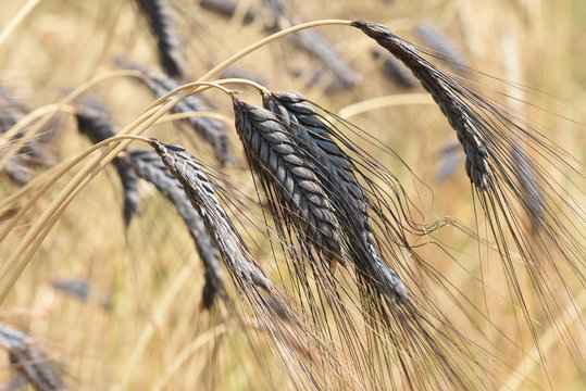 Schwarzer Emmer, Triticum, dicoccon, Weizenart