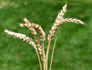 Weizenaehren, Triticum, aestivum