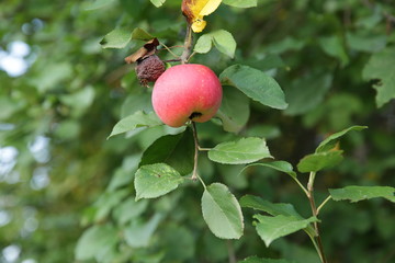 ugly red organic apple on a green branch with green leaves of an apple tree