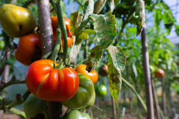 Red ripe tomatoes hanging on a branch in the garden in summer