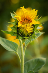  sunflower flower