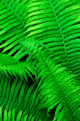 Fototapeta premium Beautiful green fern leaves natural background