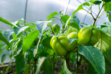 Green juicy peppers hanging on a branch in the garden in summer